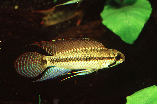 Apistogramma pertensis