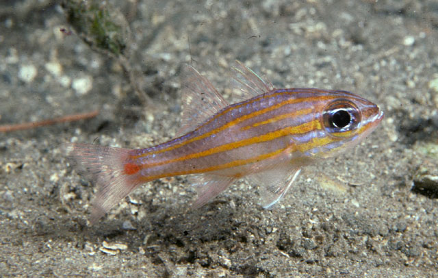 Ostorhinchus rubrimacula