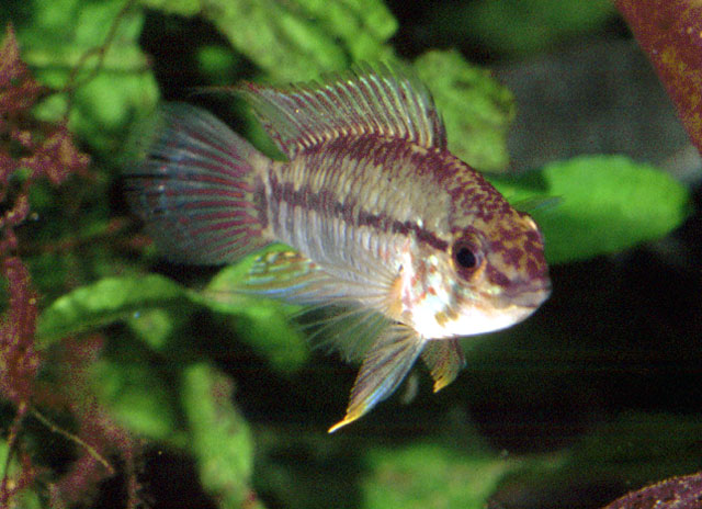 Apistogramma urteagai