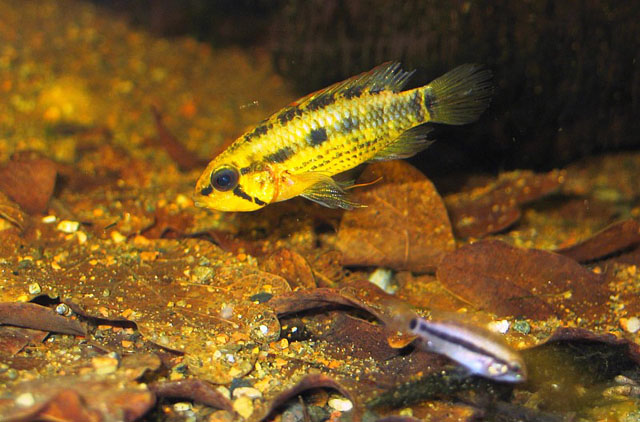 Apistogramma velifera