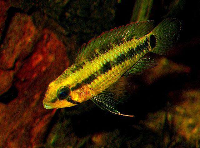 Apistogramma velifera