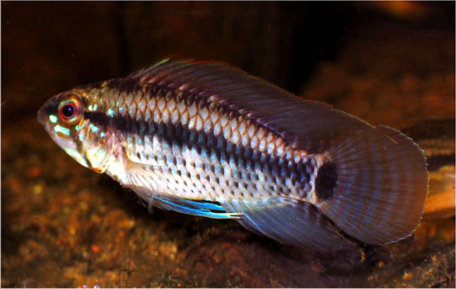 Apistogramma velifera