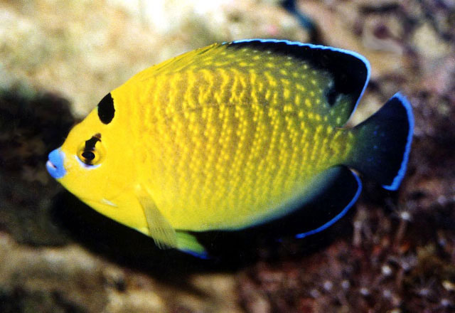 Apolemichthys xanthopunctatus