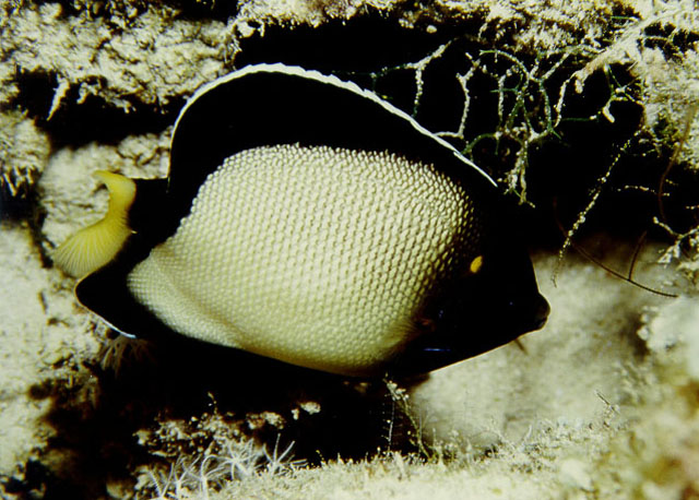 Apolemichthys xanthotis