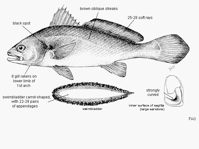 Argyrosomus amoyensis