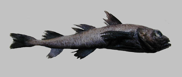 Arctogadus glacialis