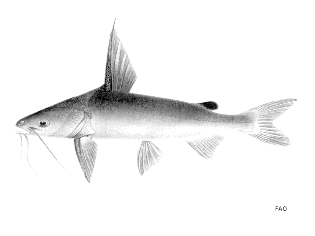 Arius macronotacanthus