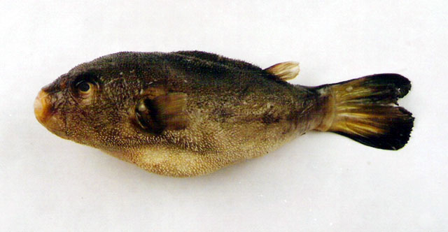 Arothron nigropunctatus