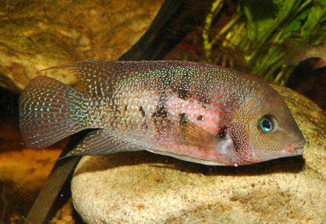 Panamius panamensis