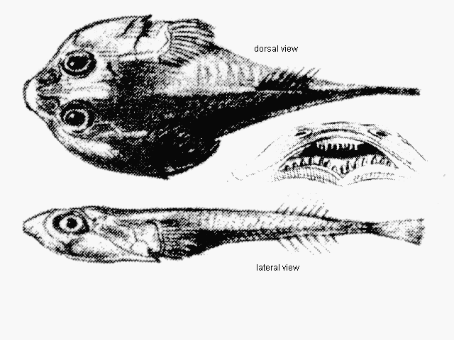 Arcos poecilophthalmos