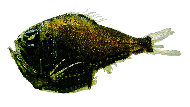 Argyropelecus sladeni