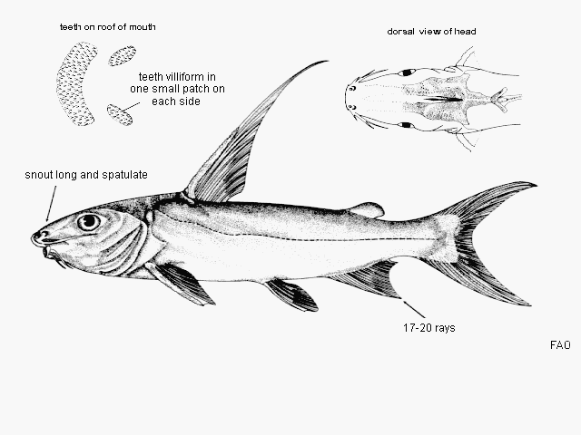 Arius subrostratus