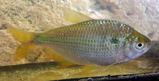 Astyanax abramis