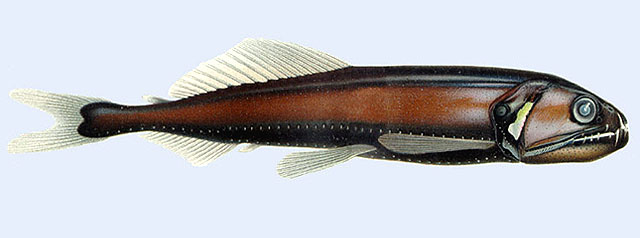 Astronesthes cyaneus