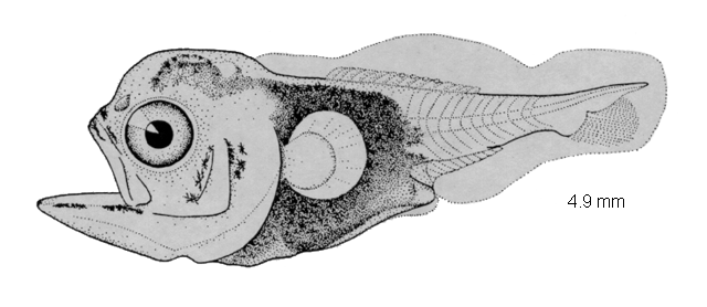 Astroscopus guttatus