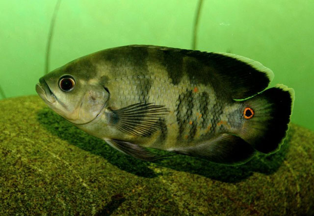 Astronotus ocellatus