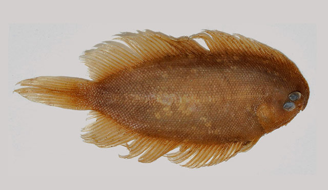 Aseraggodes steinitzi