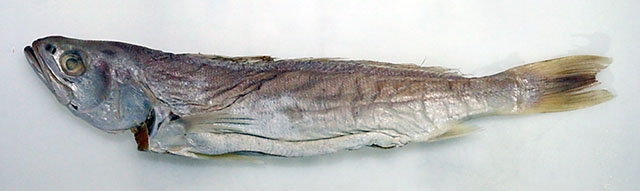 Atractoscion atelodus