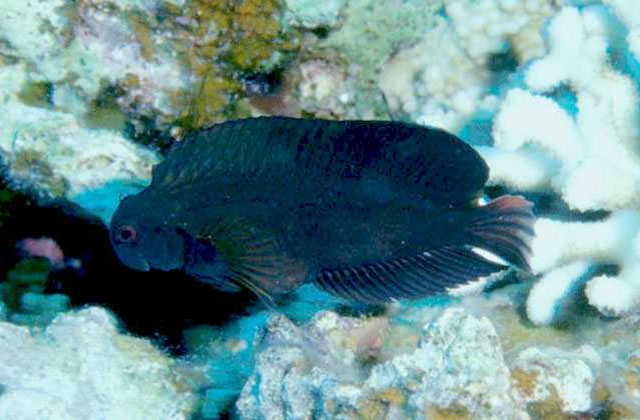 Atrosalarias fuscus