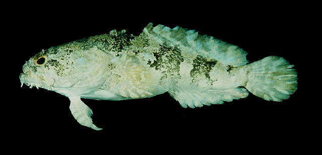 Colletteichthys dussumieri