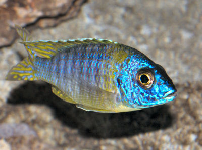 Aulonocara korneliae