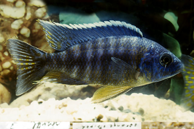 Aulonocara maylandi