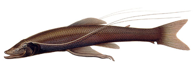 Bathypterois atricolor