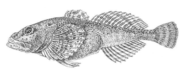 Batrachocottus baicalensis