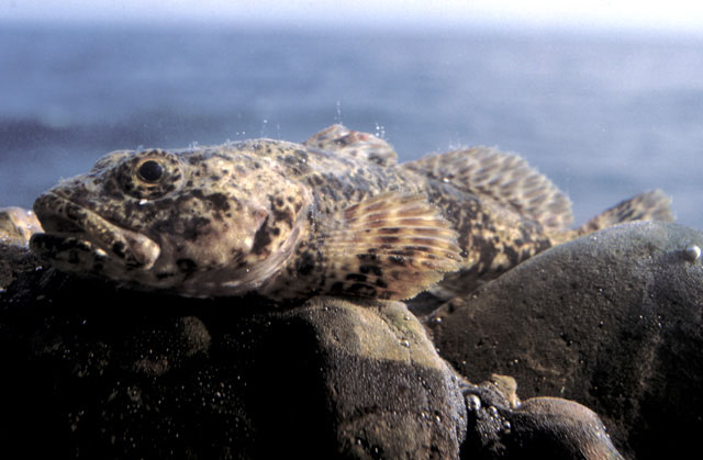 Batrachocottus baicalensis