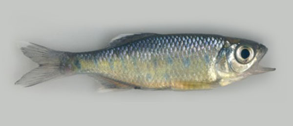 Opsarius canarensis