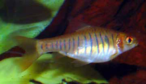 Enteromius fasciolatus