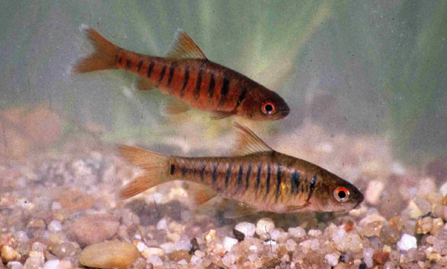 Enteromius fasciolatus