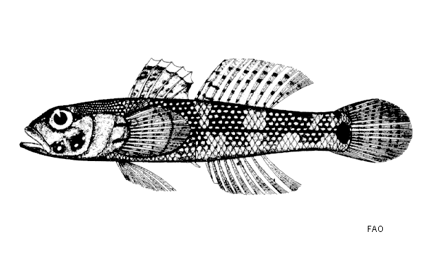 Bathygobius fuscus