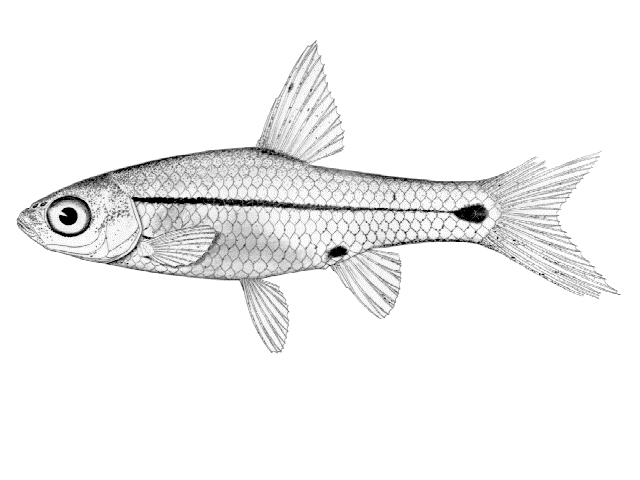 Enteromius haasianus