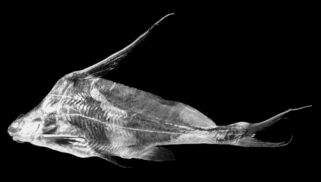 Bagrichthys hypselopterus