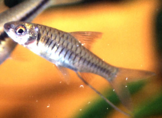 Clypeobarbus hypsolepis