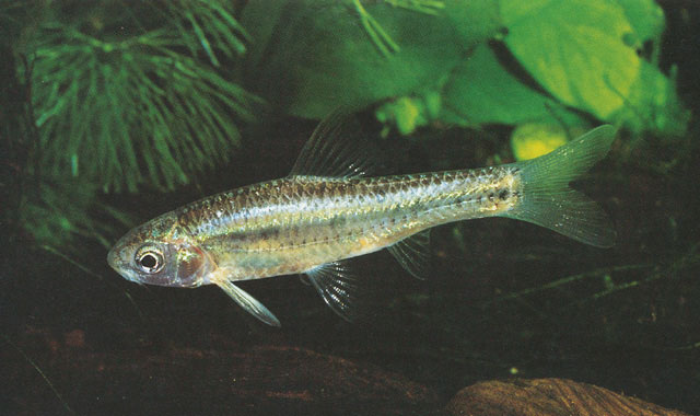 Enteromius lineomaculatus