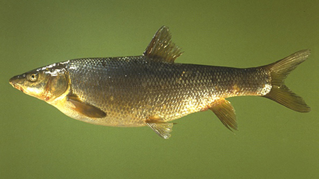 Luciobarbus longiceps