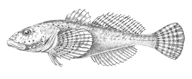 Batrachocottus multiradiatus