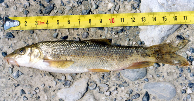 Barbus peloponnesius