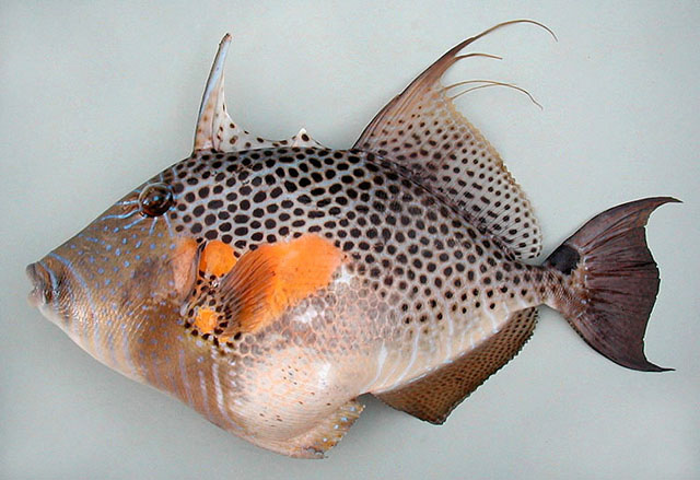 Balistes punctatus