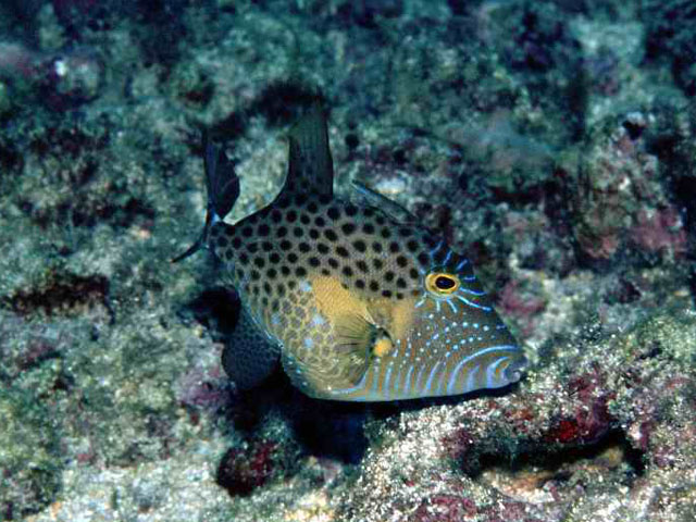 Balistes punctatus