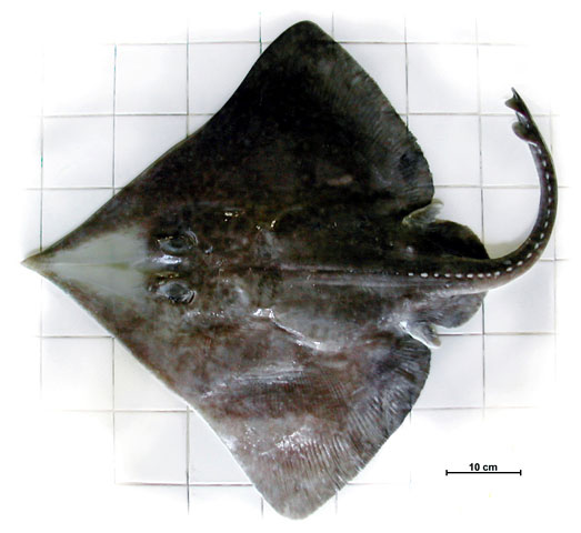 Bathyraja scaphiops