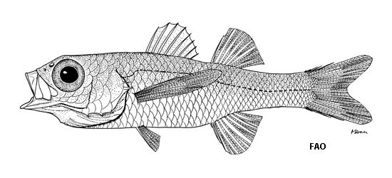 Bathysphyraenops simplex