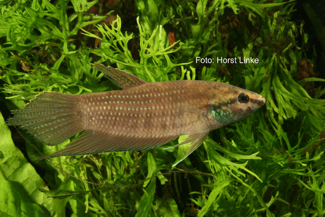 Betta apollon