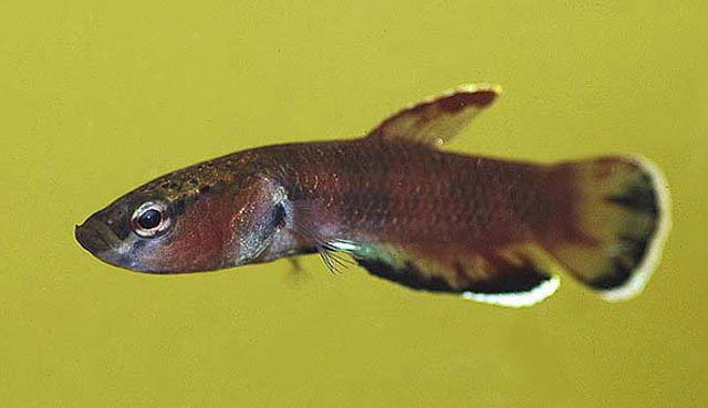 Betta channoides