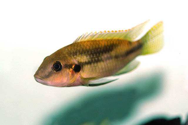 Benitochromis conjunctus