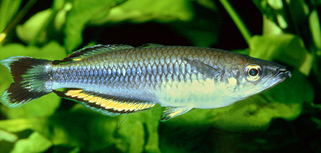 Bedotia madagascariensis