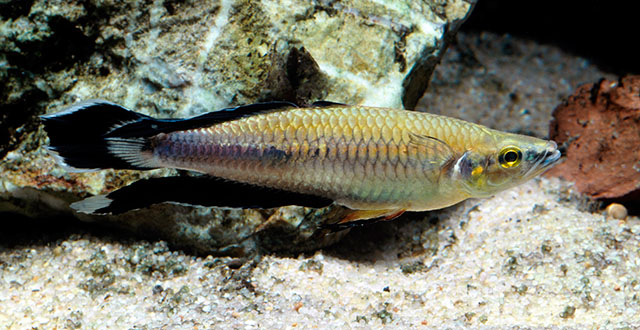 Bedotia madagascariensis