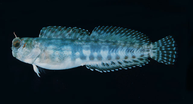 Blenniella bilitonensis